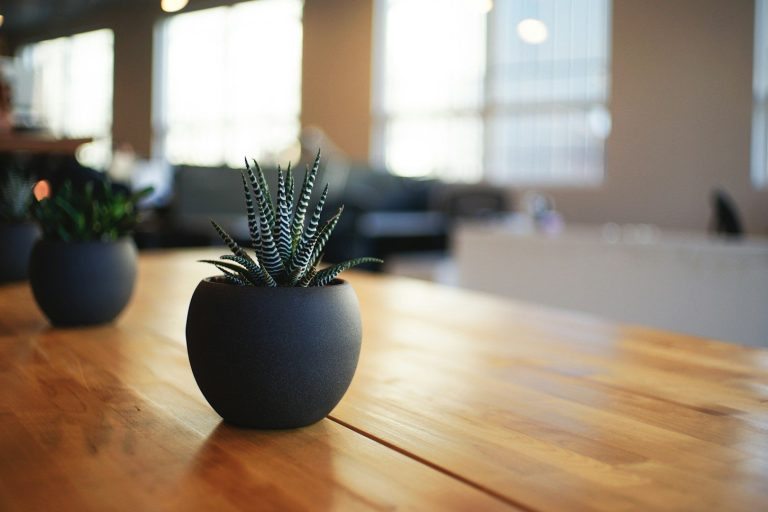 Petit pot noir avec une plante verte sur une table en bois. Ambiance lumineuse intérieure.
